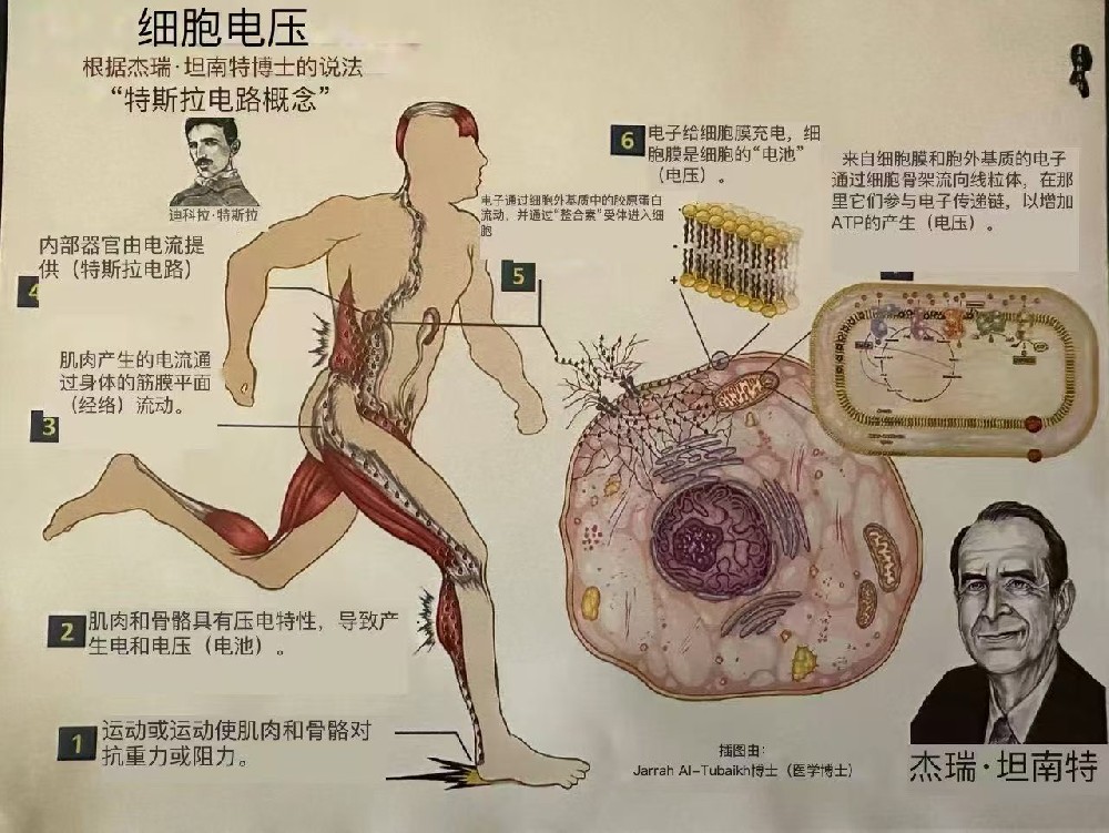 境悠之水：揭秘人体细胞电压背后的 “生命电舞”