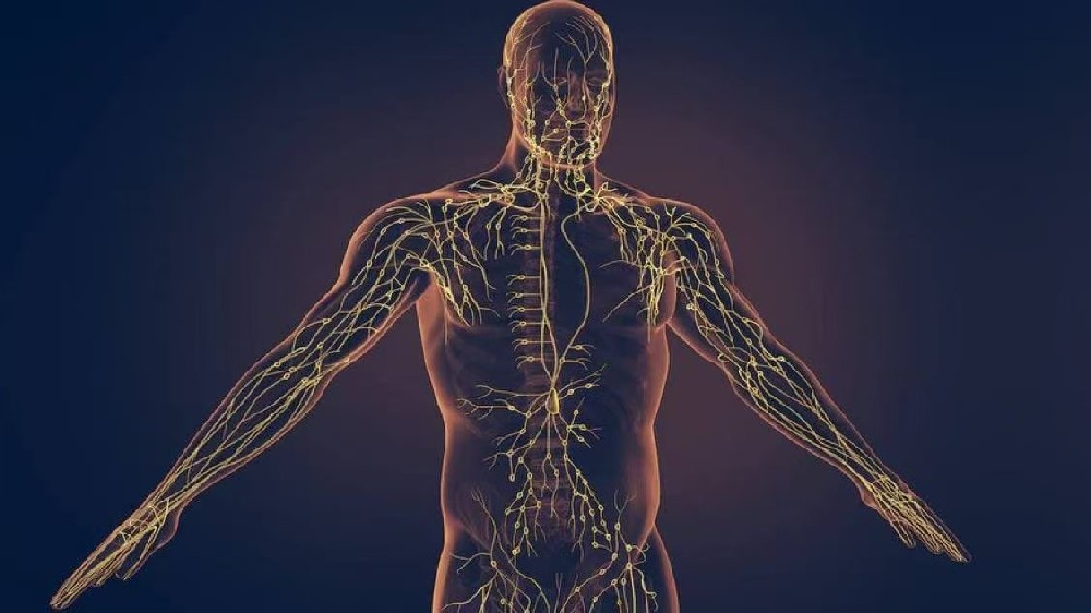 境悠之水为您解码人体排毒奥秘：淋巴系统的科学真相与健康指南