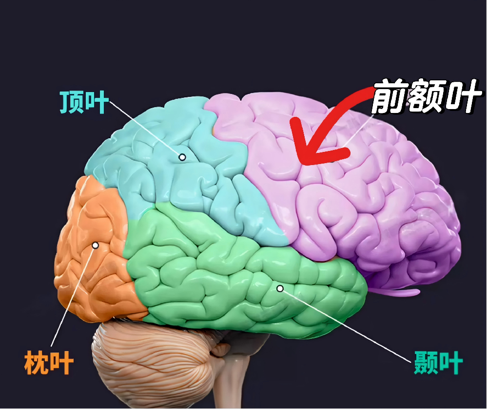 前额叶不好，不是变傻，  是变“失控”——  这5个信号要留意